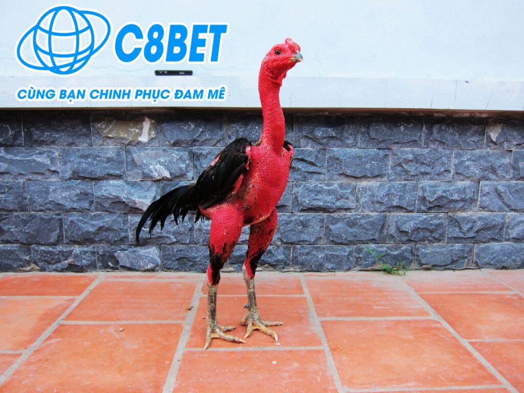 HƯỚNG DẪN CÁCH NHẬN BIẾT GÀ ĐÒN – CHỌN GIỐNG TỐT - Nhà Cái C8BET